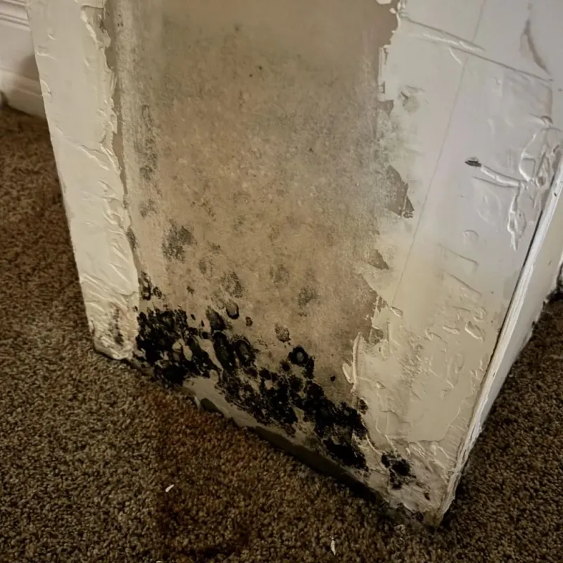 Professional Mold Removal in Clare County, MI